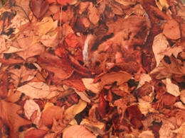 HANA TO GUITER/花とギター2013ss_4